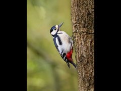 Louis Dawson-Greater Spotted Woodpecker-Very Highly Commended.jpg